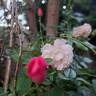 Rodin ® rose photo