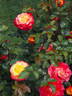 KO 15/3839-08 rose photo