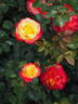 KO 15/3839-08 rose photo