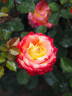 KO 15/3839-08 rose photo