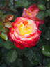 KO 15/3839-08 rose photo