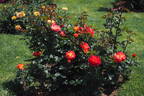 KO 15/3839-08 rose photo