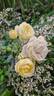 Lion's Generosity rose photo