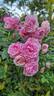 Mörsjaroos rose photo
