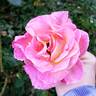 Julie Andrews rose photo