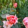 Carefree Celebration rose photo