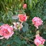 Carefree Celebration rose photo