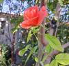 Favorite rose photo