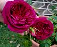 C03-1 rose photo