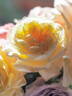 Moonlight Romantica rose photo
