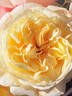 Moonlight Romantica rose photo