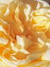 Moonlight Romantica rose photo