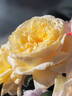 Moonlight Romantica rose photo