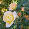 Bright rose photo