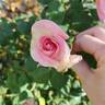 Falling in Love ™ rose photo
