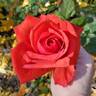 Dolly Parton rose photo