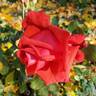 Dolly Parton rose photo