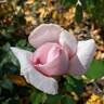 Francis Meilland rose photo