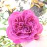 Like No Other rose photo