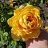 Golden Zest ™ rose photo