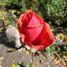 Arkansas rose photo