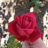 Mirandy rose photo