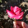 Mirandy rose photo