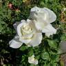 Secret's Out! rose photo