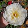 Smooth Talk rose photo