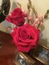 Kentucky Derby rose photo