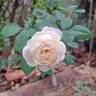 Desdemona rose photo