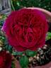 C03-1 rose photo