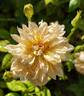 RENFAWOLGHHERXWAR rose photo