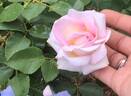 Bellissimo Mum rose photo