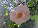 New Dawn rose photo