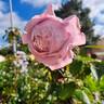 Novalis rose photo