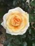 Shooting Star rose photo