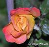 Orange Waves rose photo