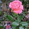Jean de la Fontaine rose photo