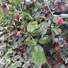 The Wedgwood Rose rose photo
