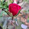 Reine des Parfums rose photo