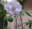 Baby Iceberg rose photo