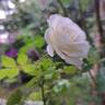 Midsummersnow ® rose photo