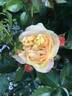 Lampion rose photo
