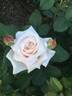Caramella ™ rose photo