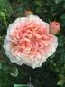 Abraham Darby rose photo
