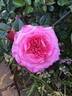 Showpiece Blush rose photo