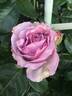 Quick Silver rose photo