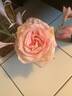 Brindabella L'Amour rose photo
