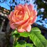 Château de Canon® rose photo